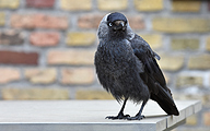 Western jackdaw (Coloeus monedula)